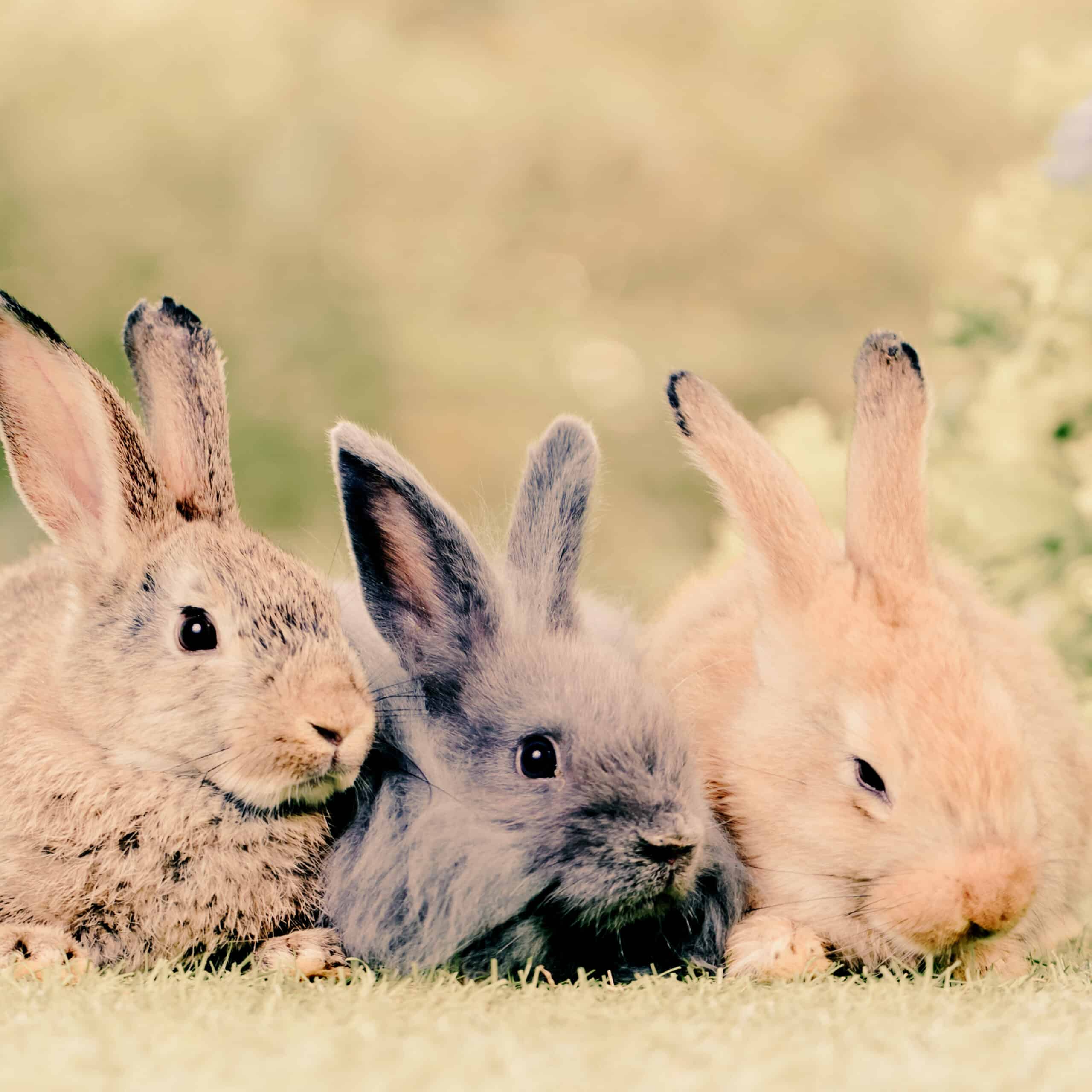 0f444b40-7da4-4a5d-8993-0efe9d4266cd